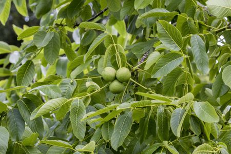 Black Walnut 4.5lt