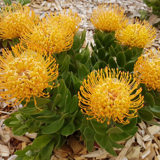 Leucospermum Carnival Yellow