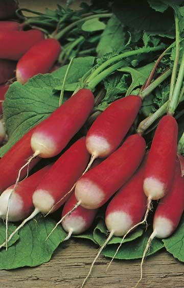 Radish French Breakfast