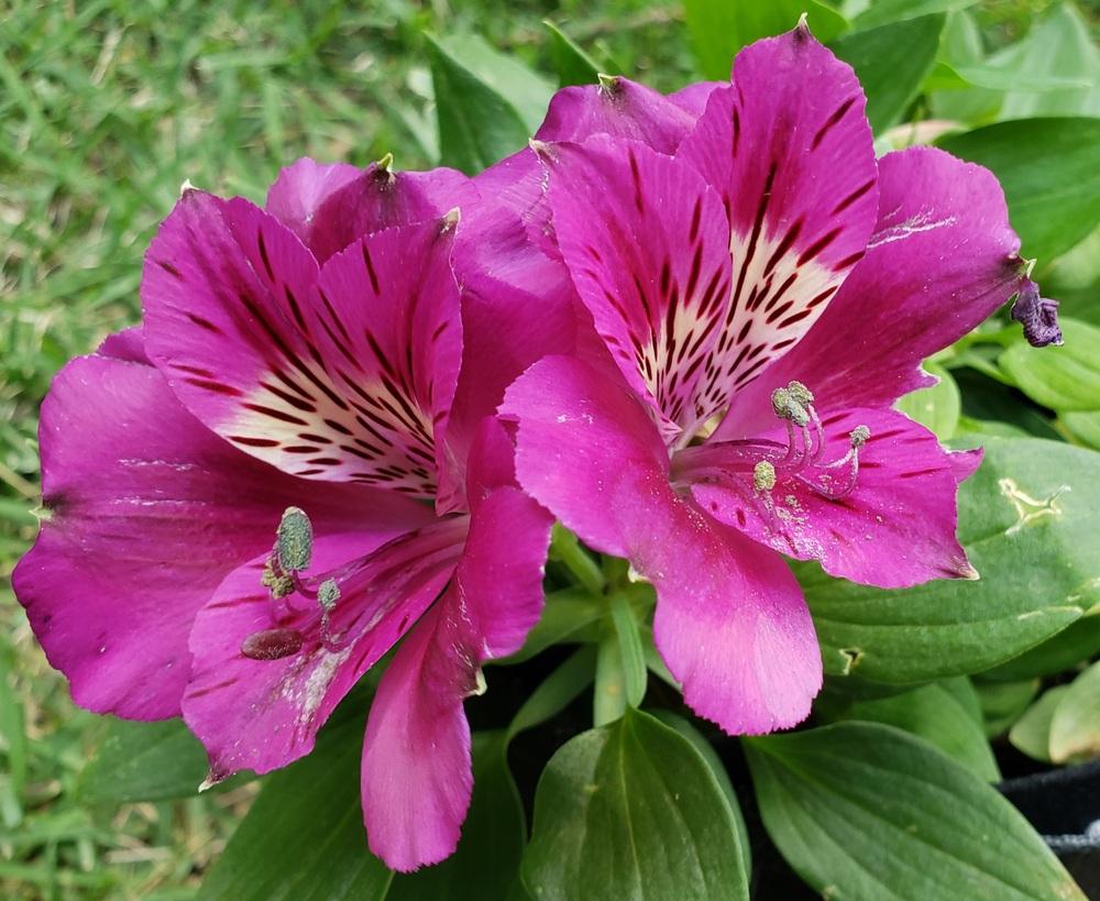 Alstroemeria Tamara 3lt