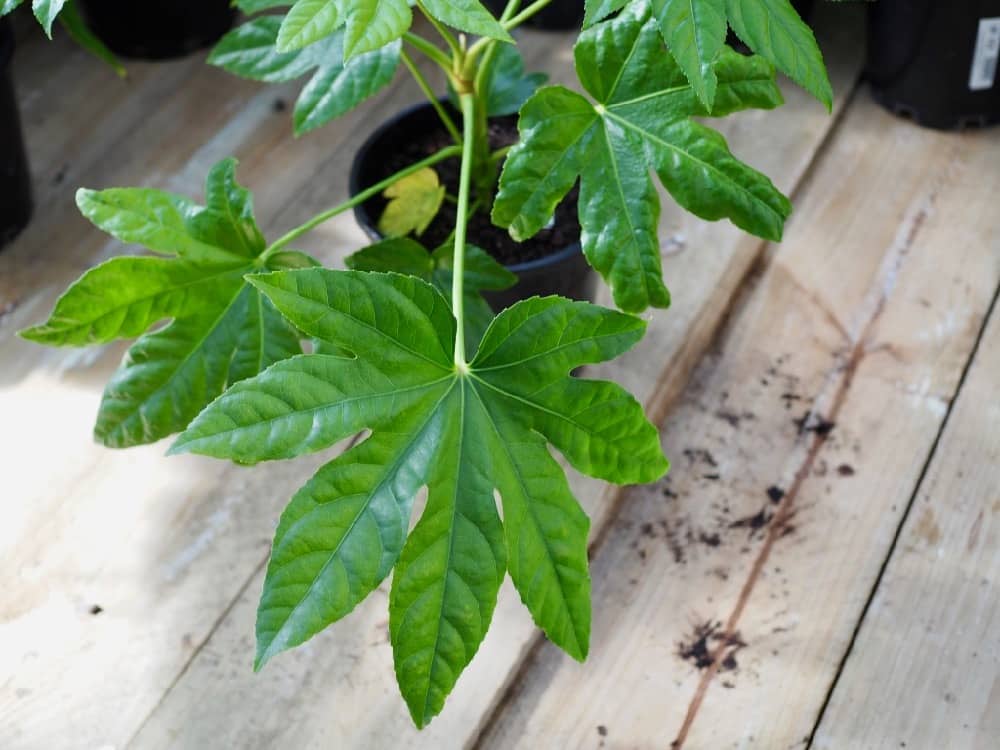 Fatsia Japonica