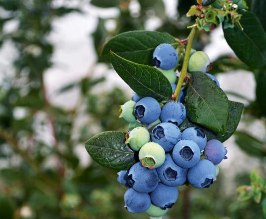Blueberry Burst 2lt