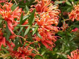 Grevillea Apricot Tingle