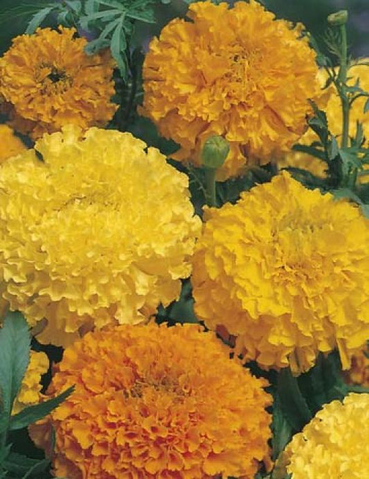 Marigold (African) Crackerjack