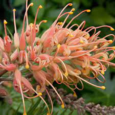 Grevillea Coconut Ice