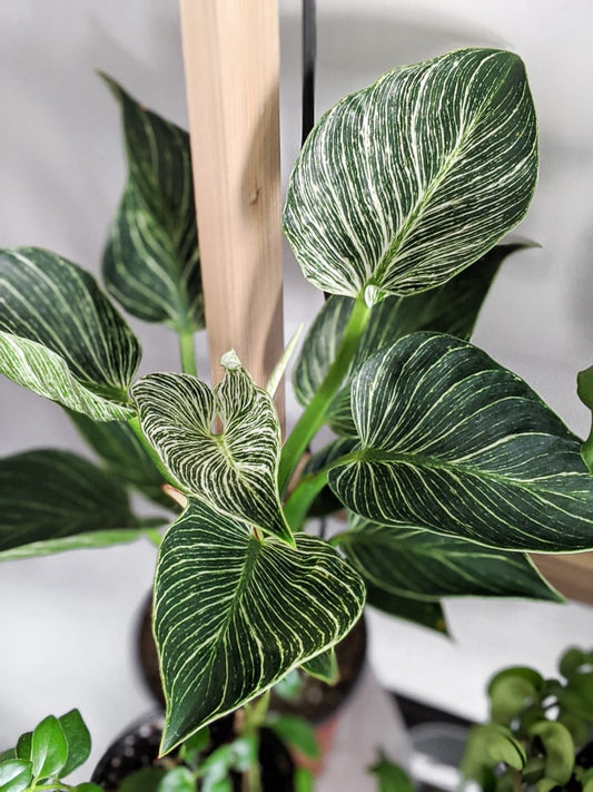 Philodendron Birkin