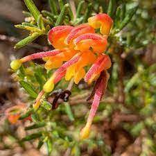 Grevillea Crackles