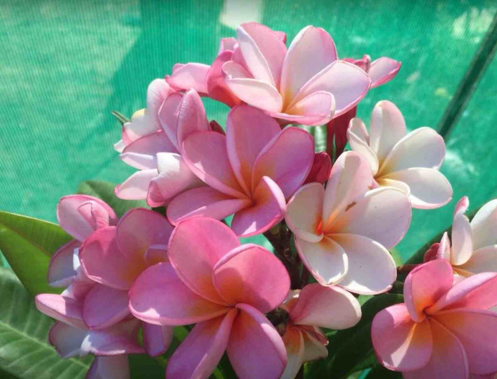 Frangipani-Varieties` – Bigga Trees