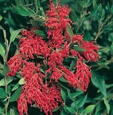 Grevillea Deua Flame 200mm