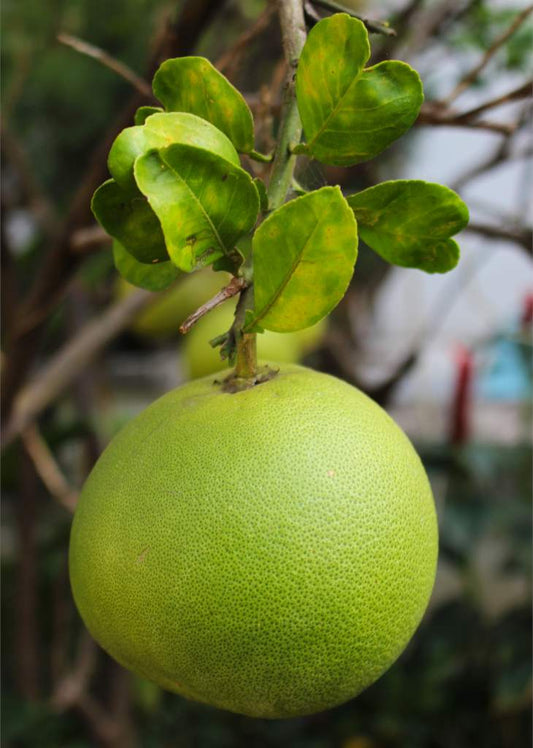 Pink Pomelo