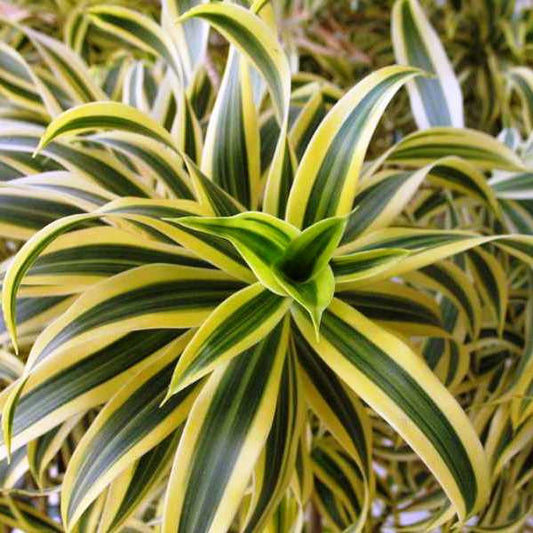 Dracaena Song of India