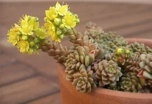 Sedum Little Gem