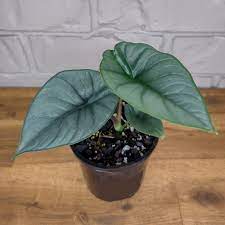 Alocasia Hard Leaf