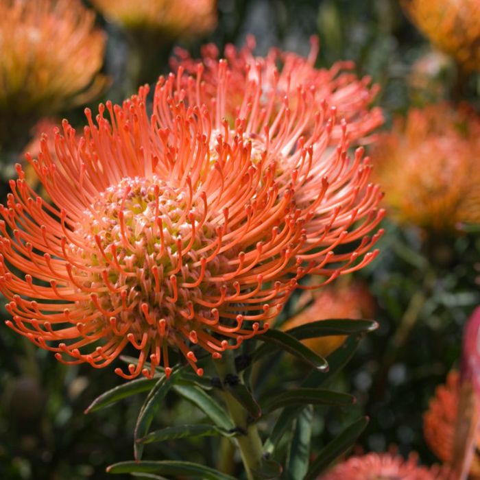 Leucospermum Cordifolium