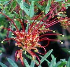 Grevillea Prolific