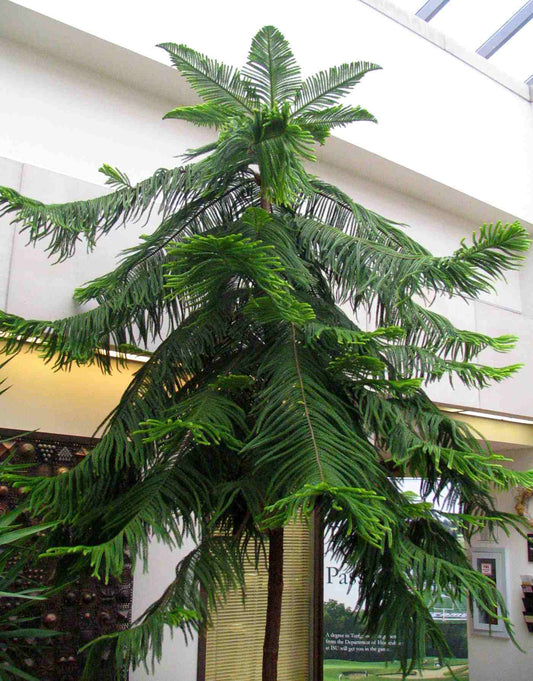 Norfolk Island Pine 30lt