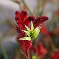 Kangaroo Paw Bush Devil