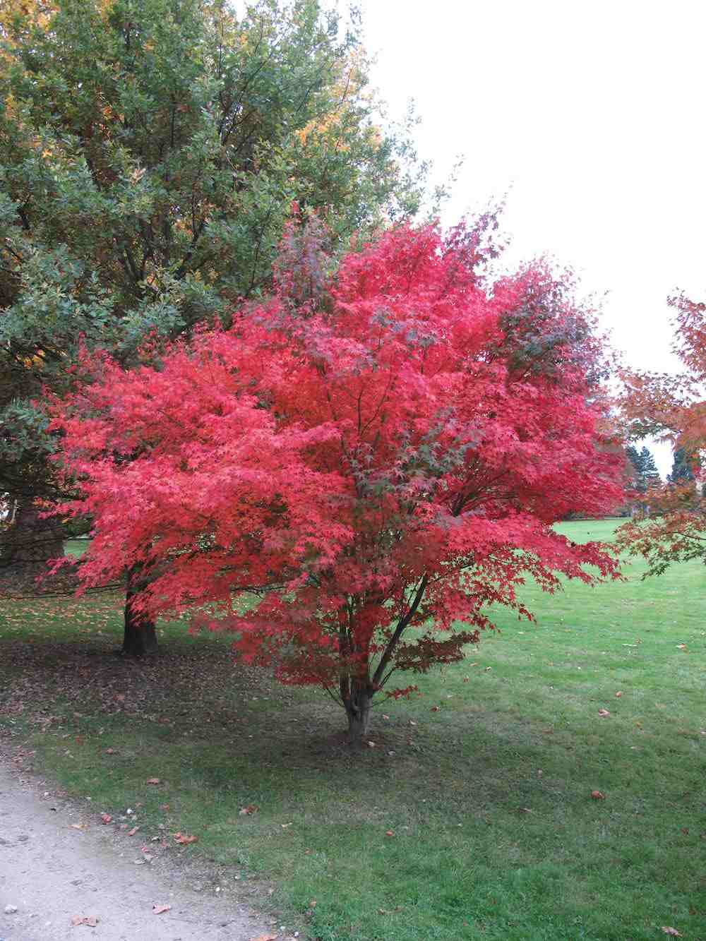 Puree Tree Atropurpureum 18lt – Bigga Trees