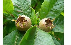 Mespilus Dutch Medlar 30lt