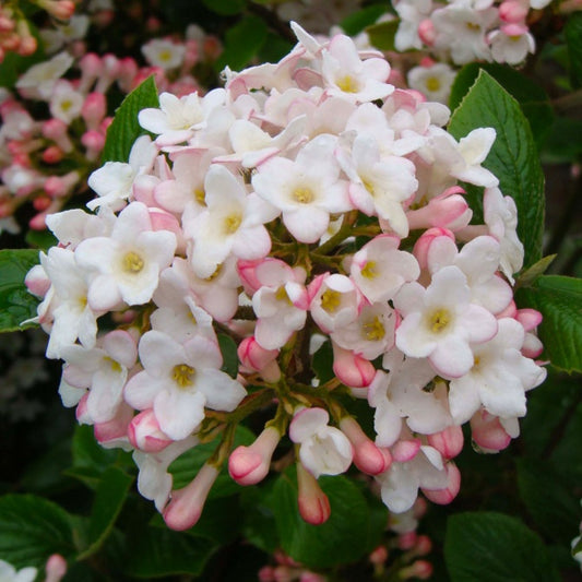 Viburnum Anne Russell Medium