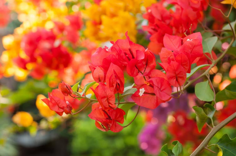 Bougainvillea Red Dragon Small