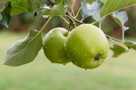 Granny Smith (dwarf) 14lt