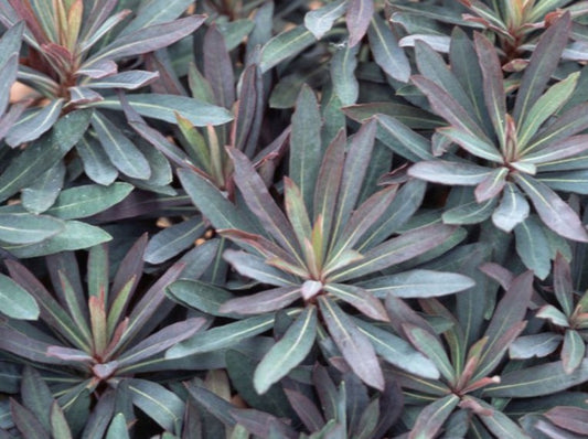 Euphorbia Blackbird 17cm