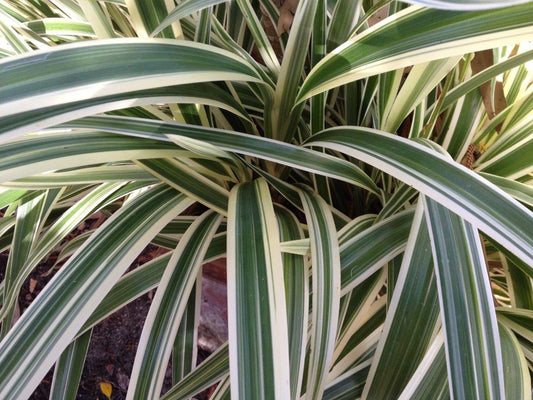 Dianella Verigated Small