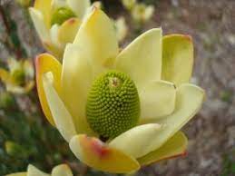 Leucadendron Discolor Yellow