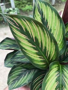 Calathea Beauty Star