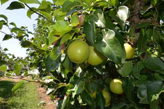 Nijiseiki Nashi Chojuro Pear