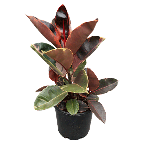 Ficus Elastica Ruby 5lt