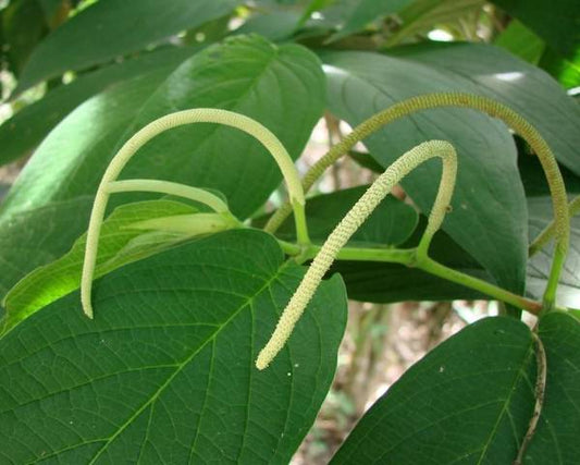 Piper Pepper Plant