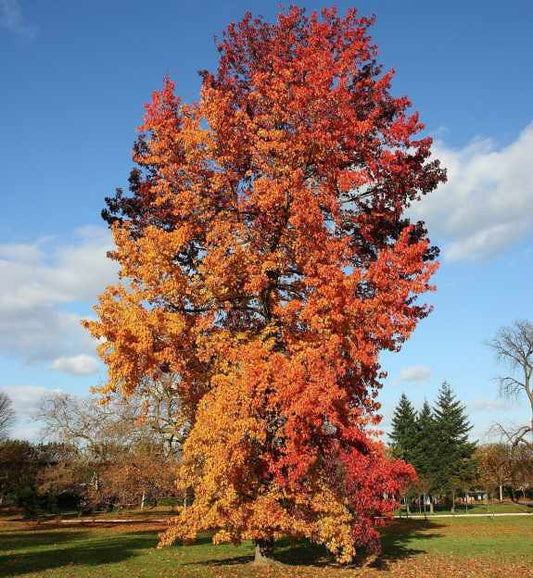 Liquidambar