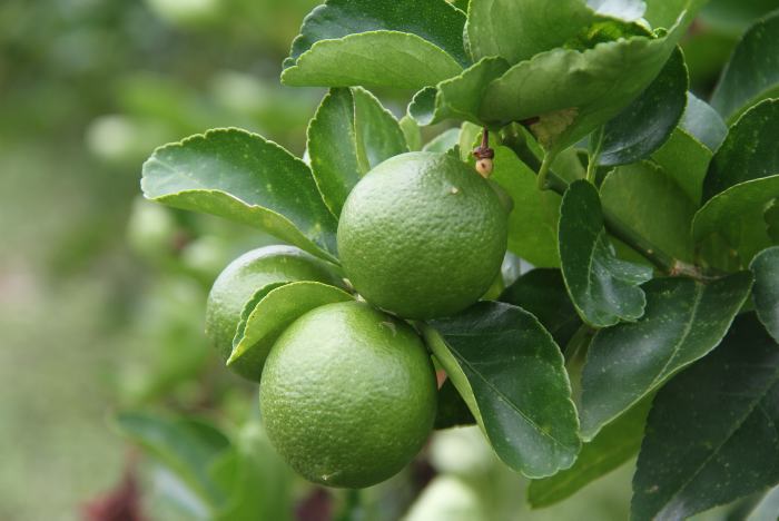 Sublime Patio Lime 4lt