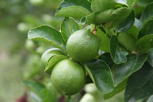 Sublime Patio Lime 4lt