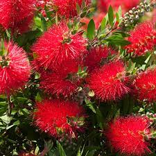 Callistemon Matthew Flinders 140mm