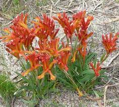 Kangaroo Paw Bush Tango