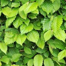 Carpinus Betula Hornbeam 11lt