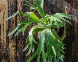 Platycerium Elk Horn Fern