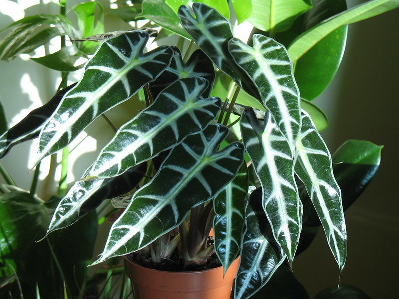 Alocasia Amazoncia