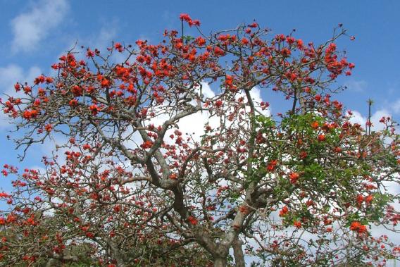 Coral Tree