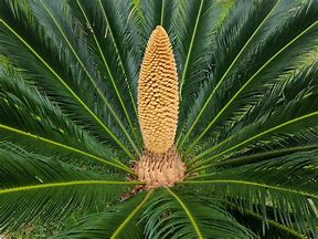 Cycas Revoluta 5lt