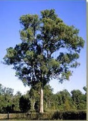 Eucalyptus Gomphocephala Tuart 50lt