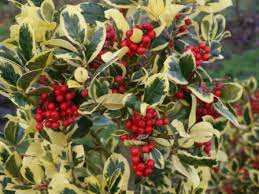 Golden King Holly