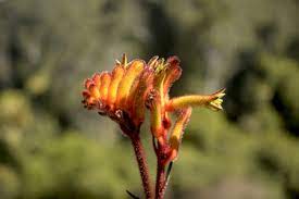 Kangaroo Paw Bush Fire 140mm