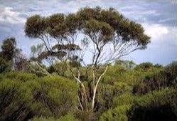 Eucalyptus Subtilis
