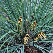 Lomandra Frosty Top 20cm