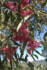 Eucalyptus Leucoxylon Euky Dwarf 200mm