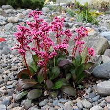 Bergenia Dragonfly Sakura 175mm